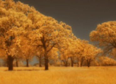 Banner Category